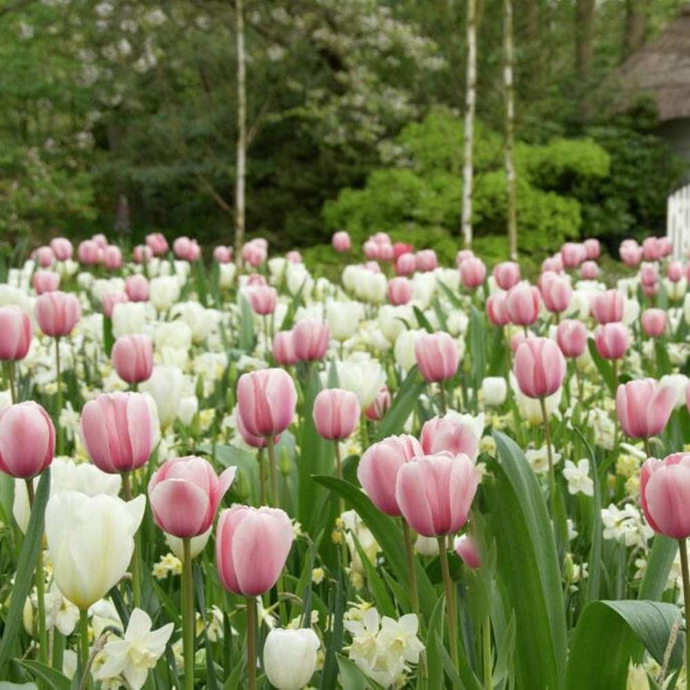 Sipulisekoitus 'Strawberry and Cream'